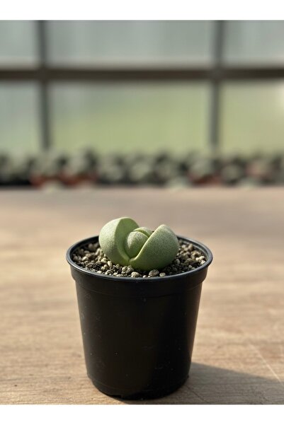 Arslanfidan Pleiospilos Nelii Cactus ( Nadir Tür Taş Kaktüs 6 Cm Saksılı )