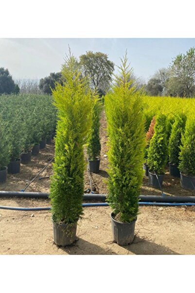 AgroFidancılık Tüplü Limon Servi limoni 130-150 Cm Çam Ağacı 2 Li