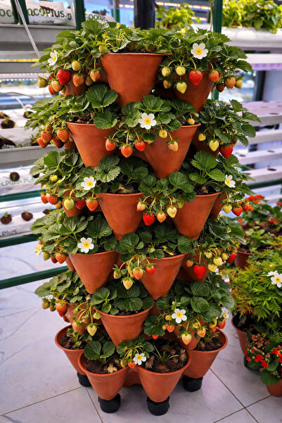 Güneydoğutopraksıztarım DİKEY ÇİLEK KULESİ TOPRAKLI/TOPRAKSIZ TARIM 15 KATLI ...