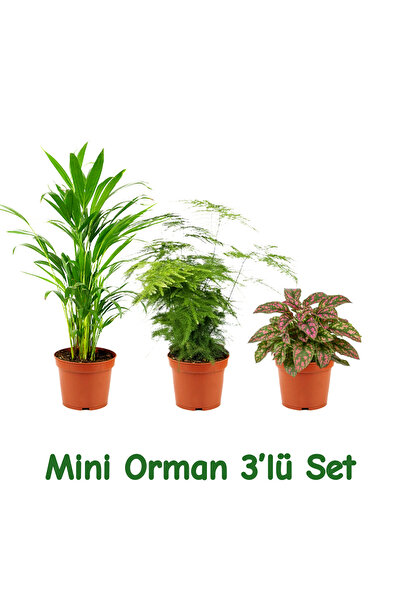 gardenkoala Mini Orman 3'lü Bitki Seti – Chamaedorea, Asparagus & Hypoestes (...
