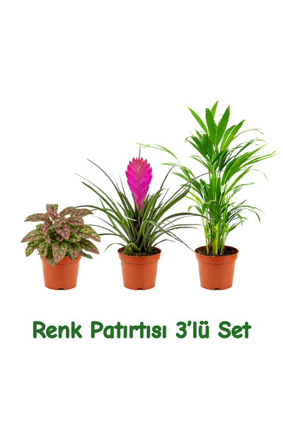 gardenkoala Renk Patırtısı 3'lü Bitki Seti – Hypoestes, Tillandsia & Chamaedo...
