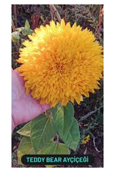 Köy Tohumları 200 Adet Tohum Sarı Bodur Ayçiçeği Tohumu Bol Verimle Her İklim...