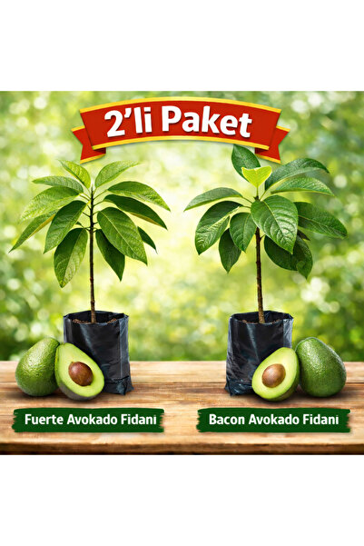 TABER Aşılı 2’li Avokado Fidanı (Fuerte + Bacon) – Soğuğa Dayanıklı, Tüplü, 5...