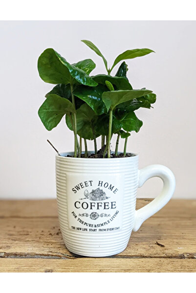 Tomurcuk Trend Coffea Arabica Kupa Bardağında – Dekoratif Canlı Kahve Bitkisi