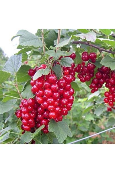 Fidan & Peyzaj - Frenk Üzümü Fidanı (1 Yaş / Açık Kök)