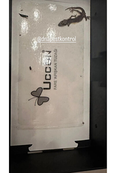 ucon Glueboard, kertenkele, fare böcek yapışkan kağıdı