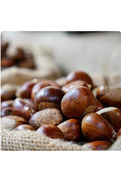 shifatechh 2 kg Chestnut (Kestane)