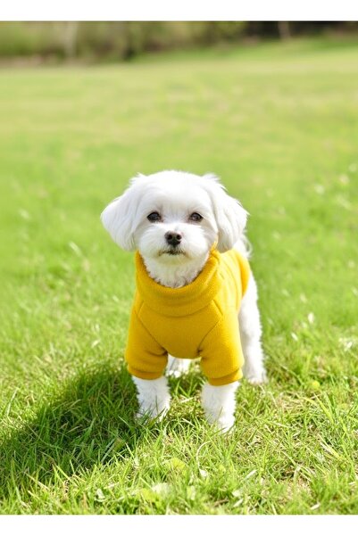 Lokums ملابس الكلاب من ويلسوفت، سترة أساسية ناعمة من القطيفة للكلاب