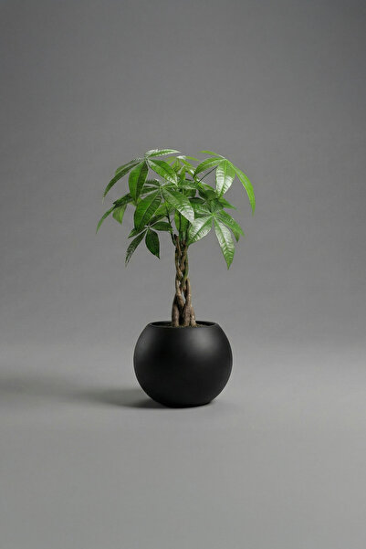 DEQQU Aura Sphere 40 x 35cm Fiber Küre Saksı - Mat - Büyük Saksı - Fiberglass