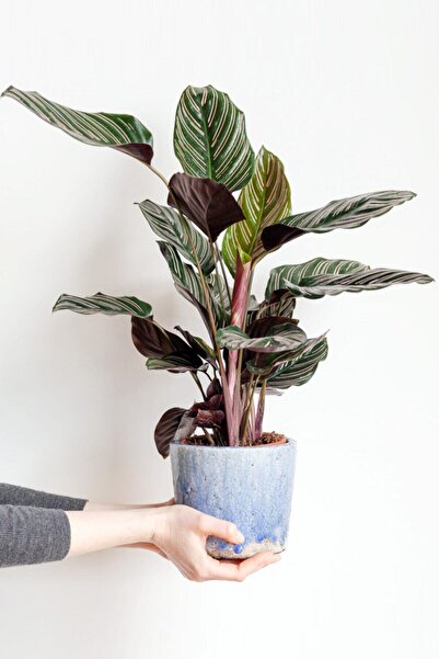 Byaysima Calathea Sanderiana Ornata Canlı Saksıda Dua Çiçeği Kalatya Ev Ofis ...