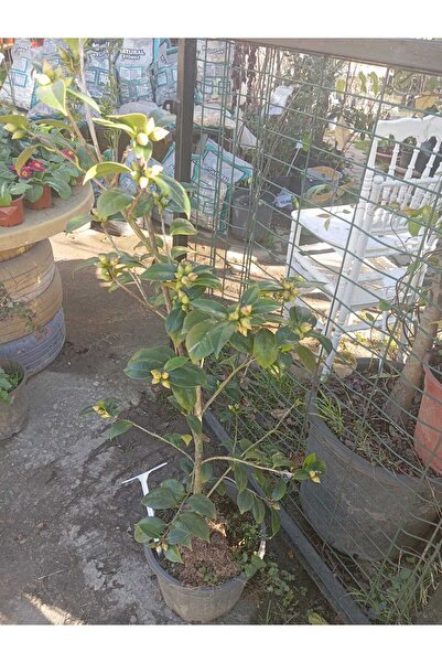 KA KAMELYA ÇİÇEĞİ