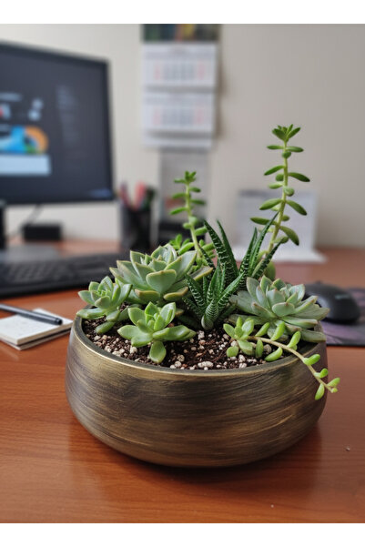 Gold Garden Beton saksı sukulent bonzai teraryum arajman çiçek saksısı (Bitki...