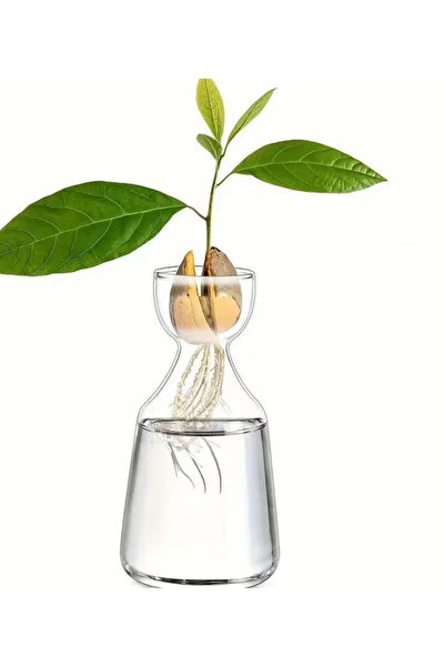 Choice4 مزهرية زراعة بذور الأفوكادو من ستايل 2، قطعة واحدة، أربع قطع - ازرع ش...