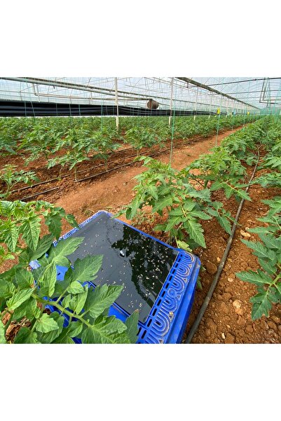 BKS YAPIŞKAN KART TUZAK SİYAH 25*40 cm