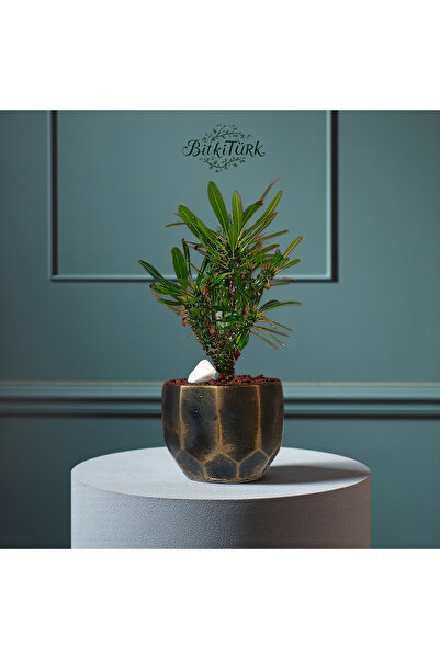 BitkiTÜRK Beton Saksıda İthal Madagaskar Palmiyesi 35/45 cm |BitkiTÜRK Tasarım