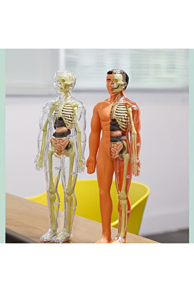 Shem 30+30 Parça İnsan Anatomisi Model Seti - Çıkarılabilir İskelet ve Tam Gö...