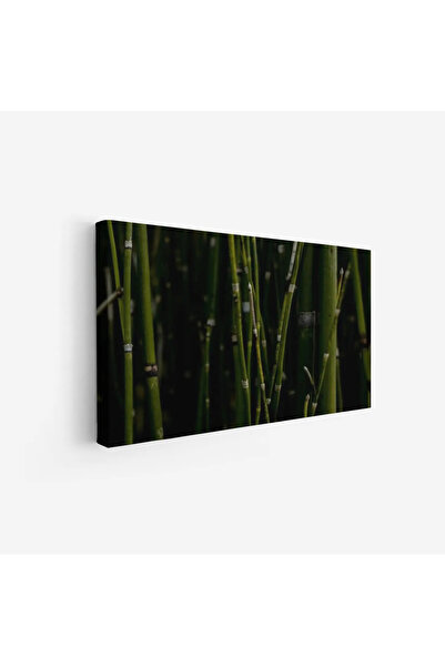 Tajridhome لوحة طبيعة هادئة - أعواد خضراء - خلفية داكنة - هادئ - لوحات طبيعة ...