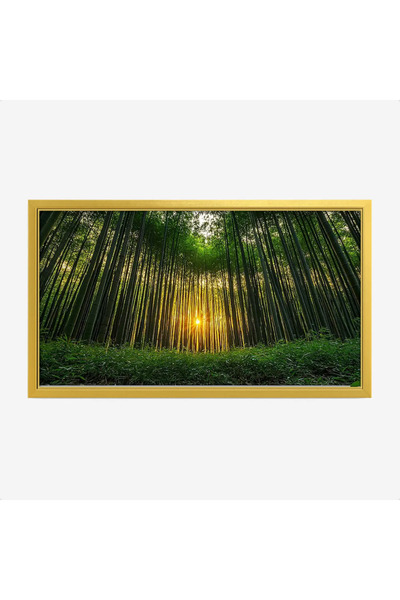 Tajridhome لوحة غابات - أشجار خضراء - ضوء الشمس - هادئ - لوحات طبيعة - لوحات ...