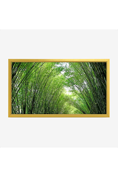 Tajridhome لوحة غابات - أشجار خضراء - إضاءة طبيعية - هادئ - لوحات طبيعة - لوح...