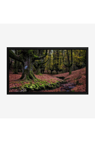 Tajridhome لوحة غابات - أشجار خضراء - أرضية مغطاة بالأوراق - هادئ - لوحات طبي...