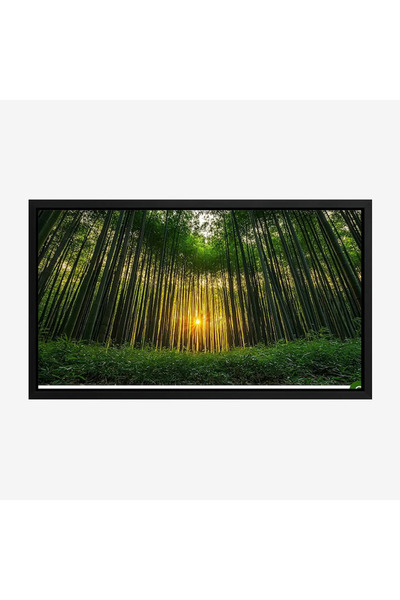 Tajridhome لوحة غابات - أشجار خضراء - ضوء شمس دافئ - هادئ - لوحات طبيعة - لوح...