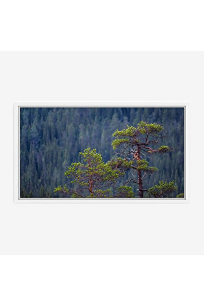 Tajridhome لوحة غابات - أشجار خضراء - خلفية جبلية - هادئ - لوحات طبيعة - لوحا...