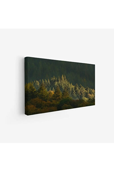 Tajridhome لوحة غابات - أشجار خضراء - إضاءة دافئة - هادئ - لوحات طبيعة - لوحا...