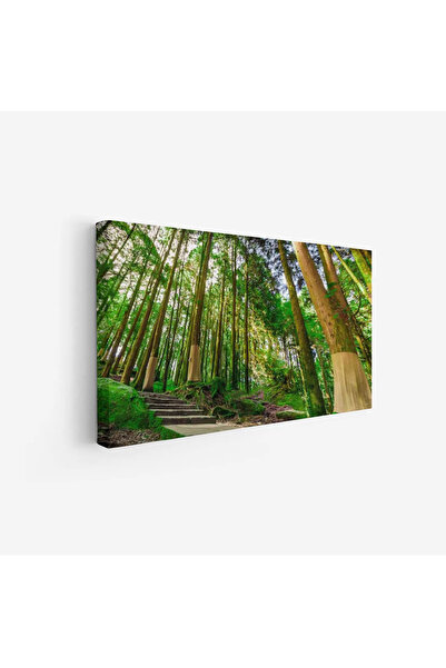 Tajridhome لوحة غابات - أشجار خضراء - إضاءة طبيعية - هادئ - لوحات طبيعة - لوح...