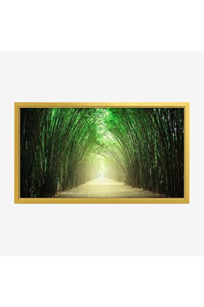 Tajridhome لوحة غابات - ممر أخضر - إضاءة طبيعية - هادئ - لوحات طبيعة - لوحات ...