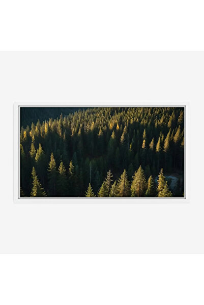 Tajridhome لوحة غابات - أشجار خضراء - إضاءة طبيعية - هادئ - لوحات طبيعة - لوح...