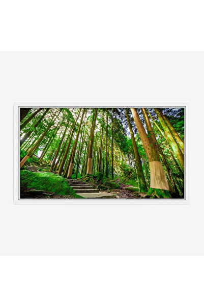 Tajridhome لوحة غابات - أشجار خضراء - إضاءة طبيعية - هادئ - لوحات طبيعة - لوح...