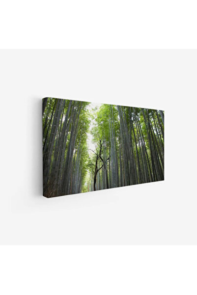 Tajridhome لوحة غابات - أشجار خضراء - إضاءة طبيعية - هادئ - لوحات طبيعة - لوح...