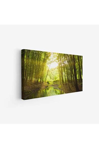 Tajridhome لوحة غابات - أشجار خضراء - ضوء الشمس - هادئ - لوحات طبيعة - لوحات ...