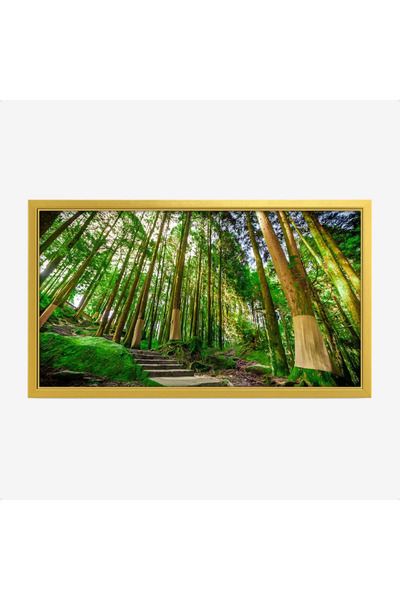 Tajridhome لوحة غابات - أشجار خضراء - إضاءة طبيعية - هادئ - لوحات طبيعة - لوح...