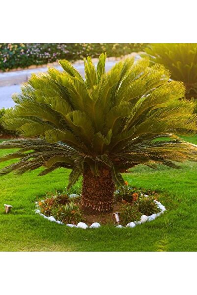 SİKAS-CYCAS