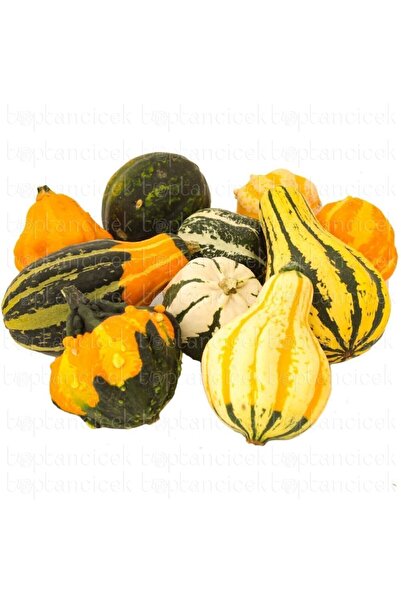 Ziraat Evim Karışık Süs Su Kabağı Tohumu (10 tohum)