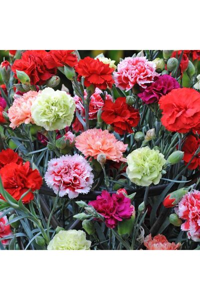 Ziraat Evim Karanfil Çiçek Tohumu (100 Adet)