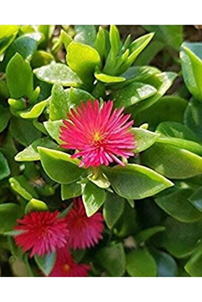 Arslanfidan Buz Çiçeği - Yer Örtücü / Mezarlık Çiçeği