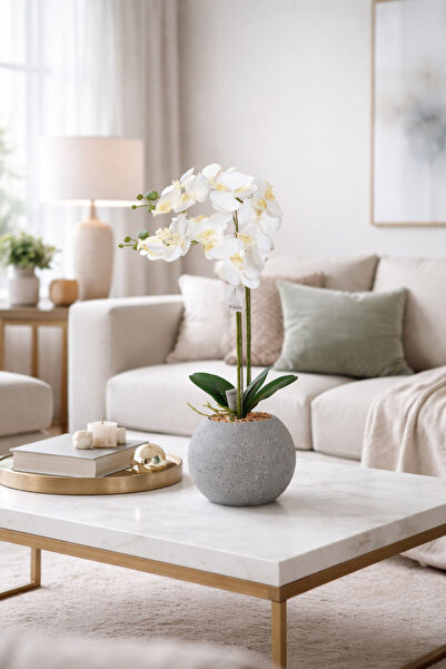 SADANHOME Orchid rose seedling, 2 branches, 60cm plastic pot