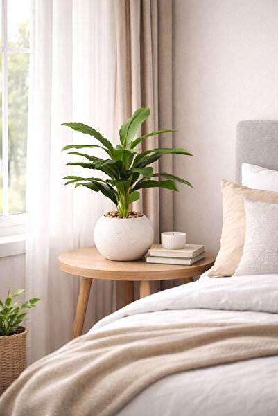 SADANHOME Small seedling with green leaves, plastic container, 60cm