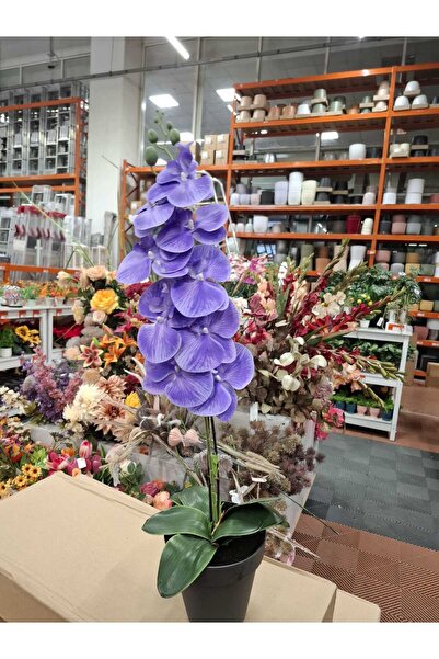 ABAS 1 kalite saksı orkide 53 santim