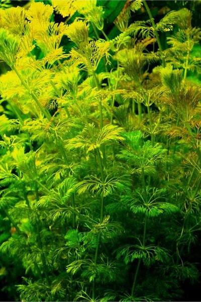 WODDY Limnophila Sessiliflora (1 Saksı) Canlı Akvaryum Bitkisi