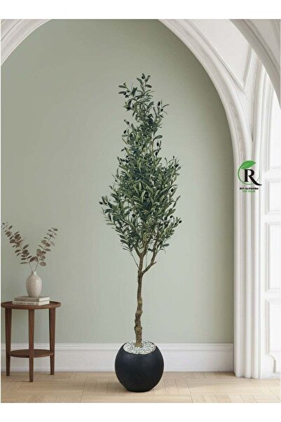 BYT ALRWASM FOR TRADE Olive Tree with Large Black Pot