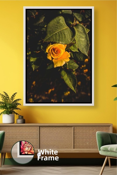 KOSS Dijital Trandafir galben sub lumina naturala in gradina, decor calduros ...