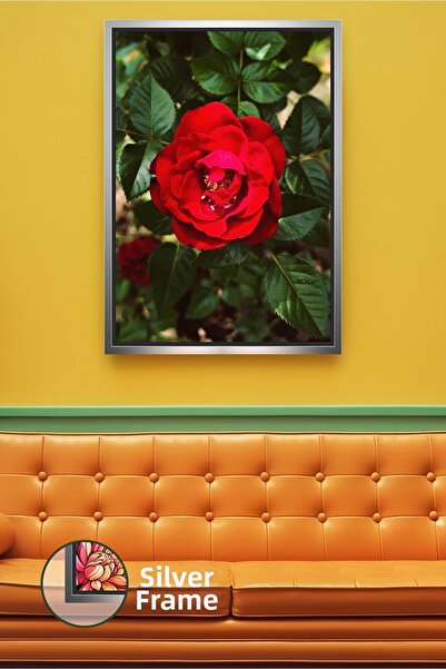 KOSS Dijital Κόκκινο τριαντάφυλλο Φωτογραφία λουλουδιών από κοντά Φυσικό θέμα...