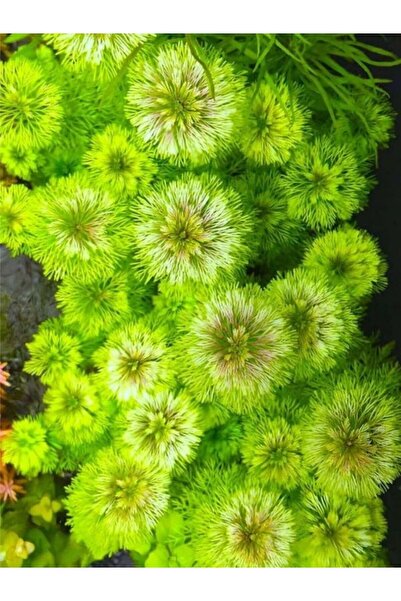 Aydın Akvaryum Sessiliflora Akvaryum Bitkisi, canlı Bitki 5 Dal