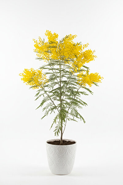 bahçevilya Mimoza Ağaç Fidanı 2 Yaşında Tüplü