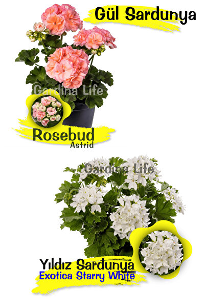 Gardina Özel Tür Sardunya Fide Seti 2 Adet