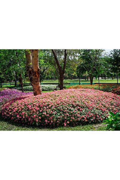 Zumzeria Таблу платно Красива ботаническа градина с многогодишни растения, 80...