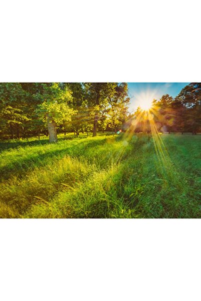 Zumzeria Pictură pe pânză Răsărit de soare cu iarbă, 80x50cm, canvas60,